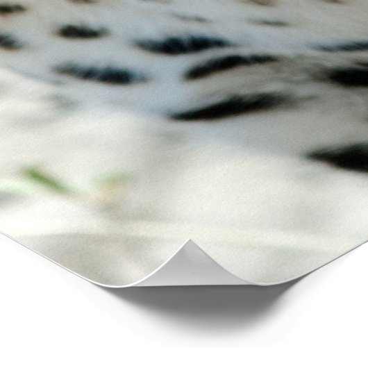 Leopard-Gesichtsseite Poster (Ecke)
