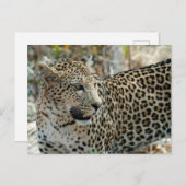 Leopard-Gesichtsseite Postkarte (Vorne/Hinten)