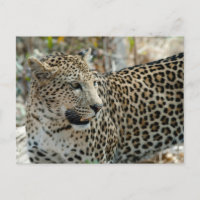 Leopard-Gesichtsseite