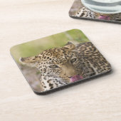 Leopard Getränkeuntersetzer (Linke Seite)