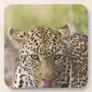 Leopard Getränkeuntersetzer