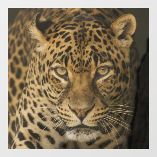 LEOPARD GLASS FENSTER FENSTERAUFKLEBER (Blatt)