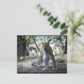 Leopard-Haltung Portrait Postkarte (Stehend Vorderseite)