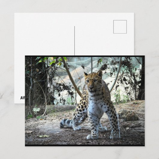 Leopard-Haltung Portrait Postkarte (Vorne/Hinten)