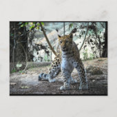 Leopard-Haltung Portrait Postkarte (Vorderseite)