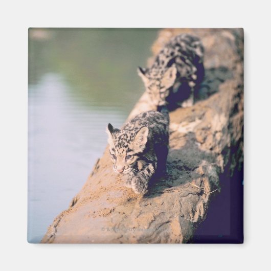 Leopard-Hubs auf log Magnet (Vorne)