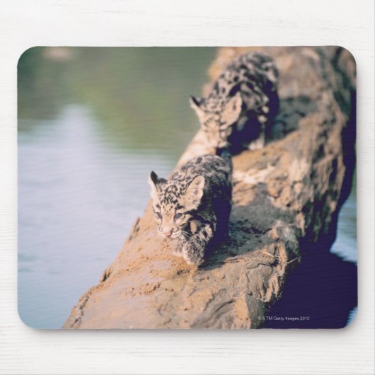 Leopard-Hubs auf log Mousepad (Vorne)