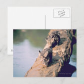 Leopard-Hubs auf log Postkarte (Vorne/Hinten)