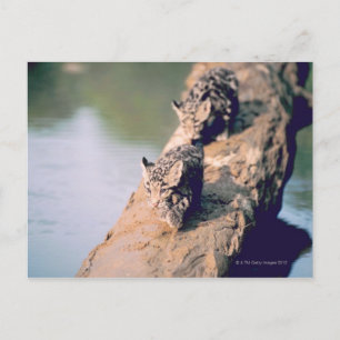 Leopard-Hubs auf log Postkarte