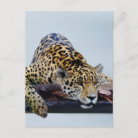Leopard im Baum II