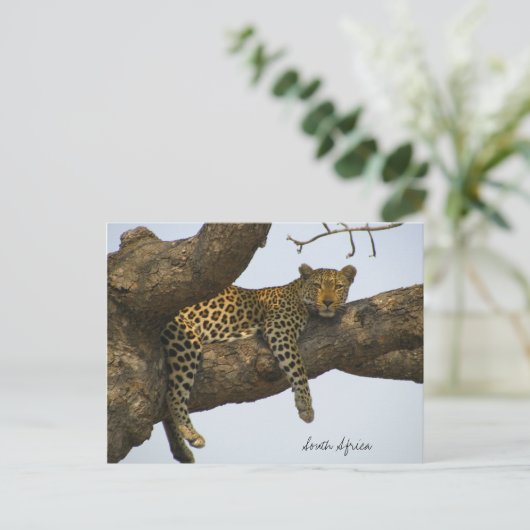 Leopard im Baum Postkarte (Stehend Vorderseite)