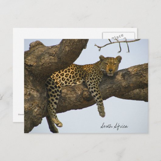 Leopard im Baum Postkarte (Vorne/Hinten)