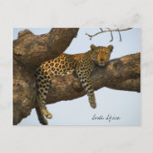 Leopard im Baum Postkarte (Vorderseite)
