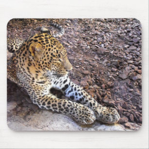Leopard in der Erholung Mousepad