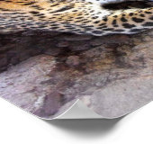 Leopard in der Erholung Poster (Ecke)
