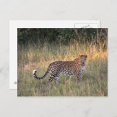 Leopard in der Savanna Postcard Postkarte (Vorne/Hinten)