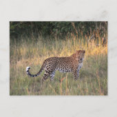 Leopard in der Savanna Postcard Postkarte (Vorderseite)