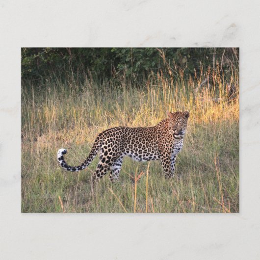 Leopard in der Savanna Postcard Postkarte (Vorderseite)