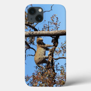 Leopard in einem Baum in Afrika Case-Mate iPhone Hülle