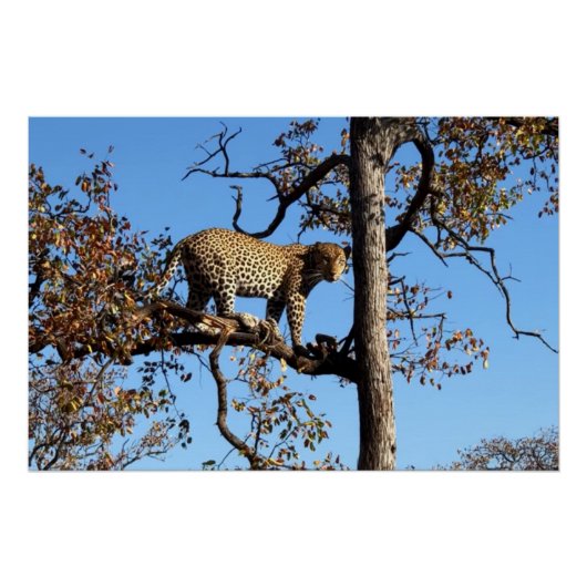 Leopard in einem Baum in Afrika Poster (Vorderseite)