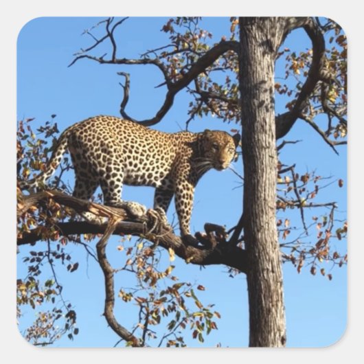 Leopard in einem Baum in Afrika Quadratischer Aufkleber (Vorderseite)