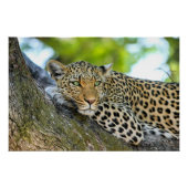 Leopard in einem Baum Poster (Vorderseite)