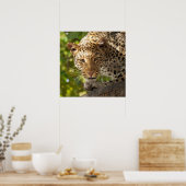 Leopard in einem Baum Poster (Küche)