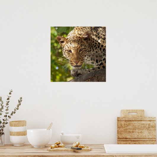 Leopard in einem Baum Poster (Küche)