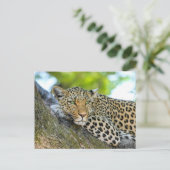 Leopard in einem Baum Postkarte (Stehend Vorderseite)