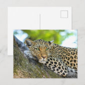 Leopard in einem Baum Postkarte (Vorne/Hinten)