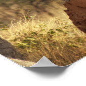 Leopard in Namibia, Afrika Poster (Ecke)