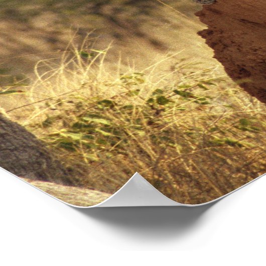 Leopard in Namibia, Afrika Poster (Ecke)