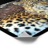 Leopard in Ruhe Poster (Ecke)