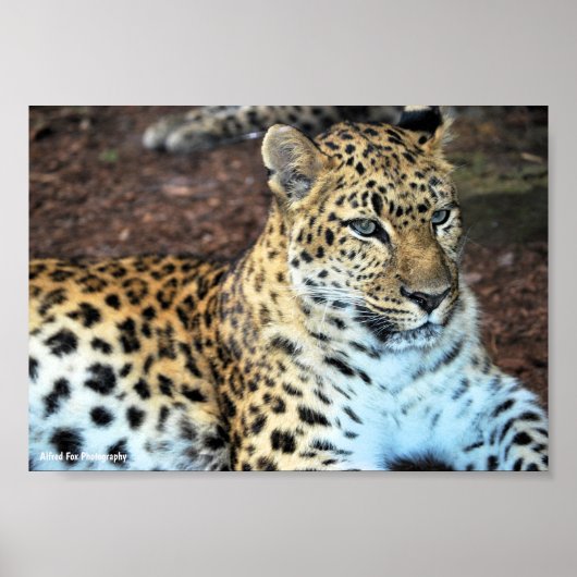 Leopard in Ruhe Poster (Vorne)