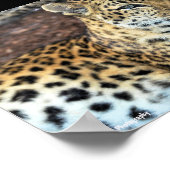 Leopard in Ruhe Poster (Ecke)