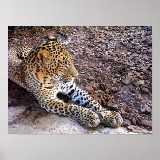 Leopard in Ruhe Poster (Vorne)