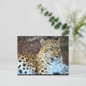 Leopard in Ruhe Postkarte (Stehend Vorderseite)