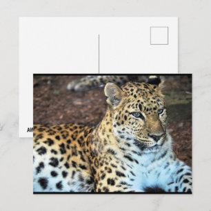 Leopard in Ruhe Postkarte