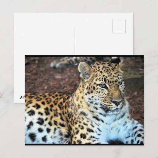Leopard in Ruhe Postkarte (Vorne/Hinten)