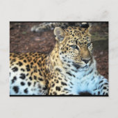 Leopard in Ruhe Postkarte (Vorderseite)