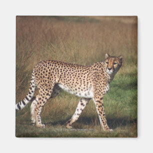 Leopard in schlichtem magnet