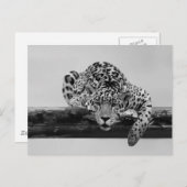 Leopard in Schwarz und Weiß Postkarte (Vorne/Hinten)
