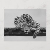 Leopard in Schwarz und Weiß Postkarte (Vorderseite)
