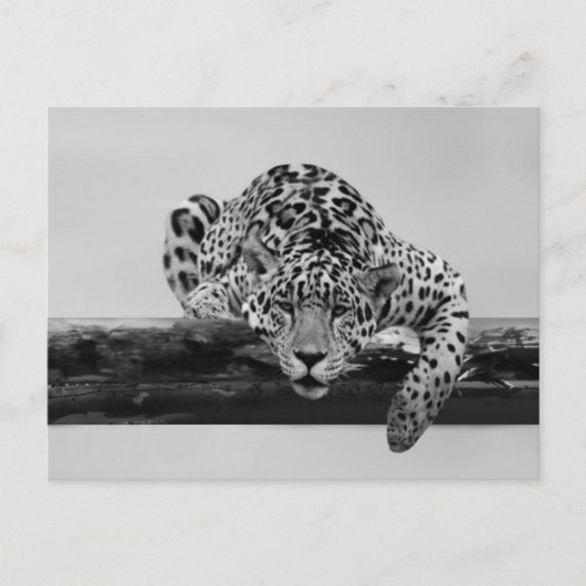 Leopard in Schwarz und Weiß Postkarte (Vorderseite)