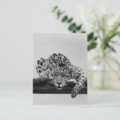 Leopard in Schwarz und Weiß Postkarte (Stehend Vorderseite)