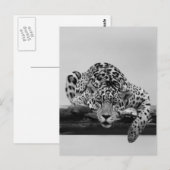 Leopard in Schwarz und Weiß Postkarte (Vorne/Hinten)
