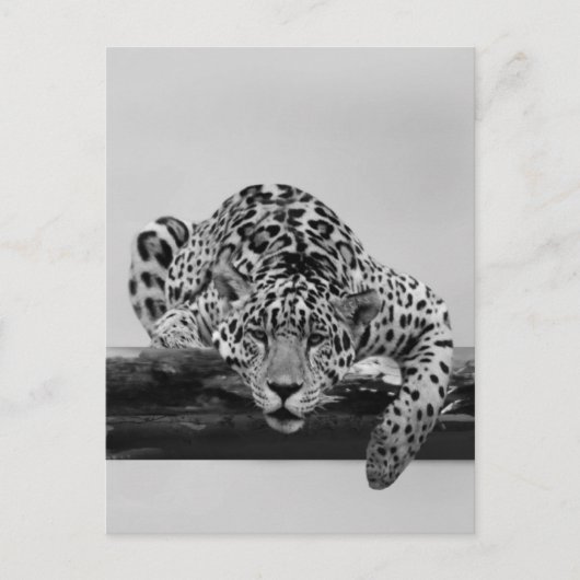 Leopard in Schwarz und Weiß Postkarte (Vorderseite)