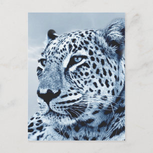 Leopard in Schwarz und Weiß Postkarte