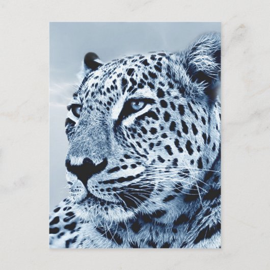 Leopard in Schwarz und Weiß Postkarte (Vorderseite)
