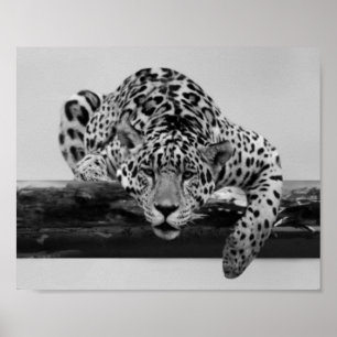 Leopard in Schwarzweiss Poster